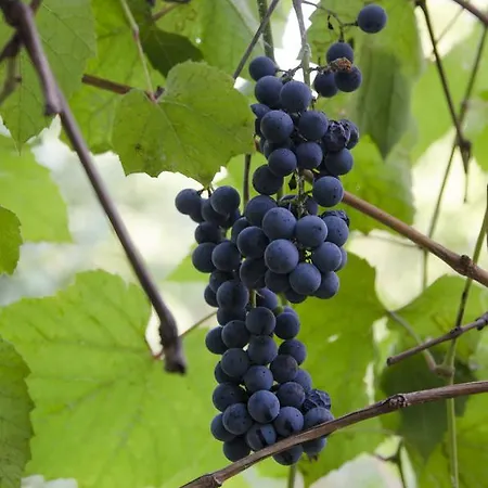 Casa Boiereasca Hostel