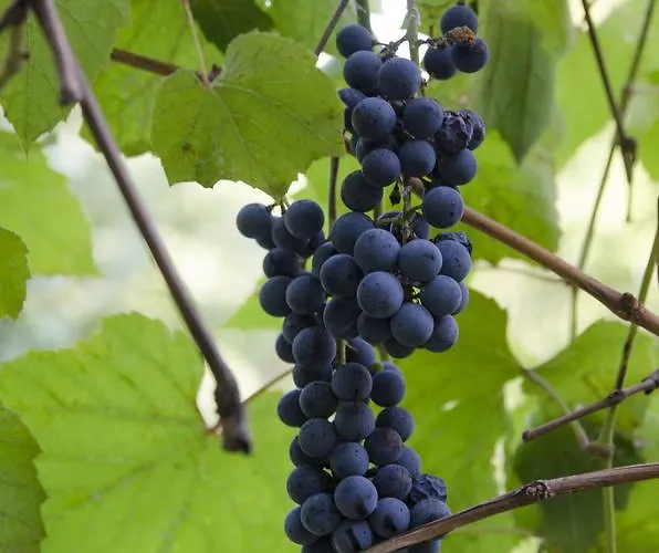 Casa Boiereasca Albergue